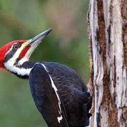 Woodpecker Damage to Siding