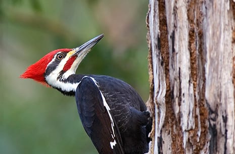 Woodpecker Damage to Siding